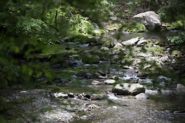 stock image beautiful view of flashy river in summer forest 