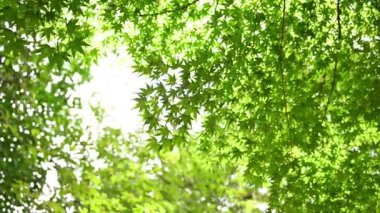 Güneşli bir günde ormandaki yeşil yaprakların güzel manzarası