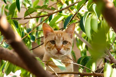 Yeşil yapraklara bakan kırmızı tekir kedinin yakın plan portresi..