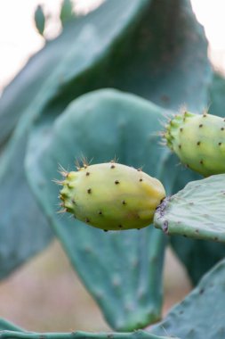 Close-up of prickly pear cactus fruit on the cactus tree.  clipart