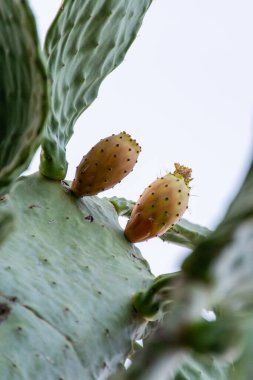 Close-up of prickly pear cactus fruit on the cactus tree.  clipart