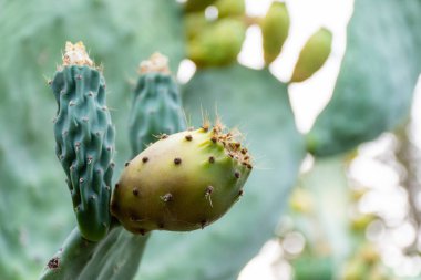 Close-up of prickly pear cactus fruit on the cactus tree.  clipart