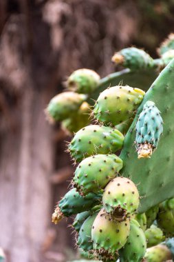 Close-up of prickly pear cactus fruit on the cactus tree.  clipart