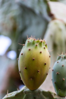 Close-up of prickly pear cactus fruit on the cactus tree.  clipart