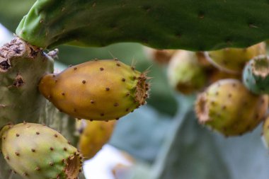 Close-up of prickly pear cactus fruit on the cactus tree.  clipart