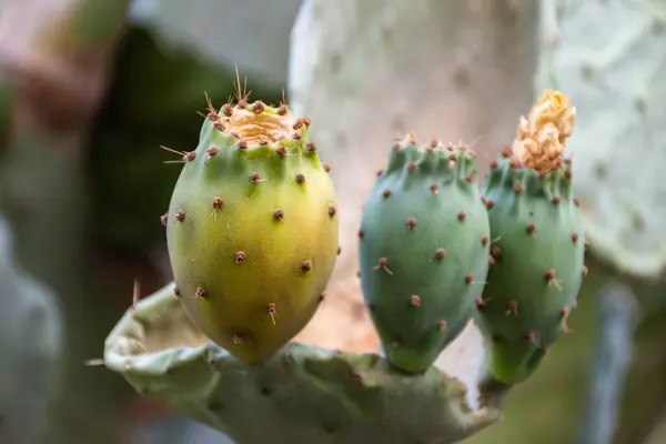 stock image Close-up of prickly pear cactus fruit on the cactus tree. 