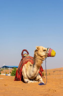 Dubai çölünde Arap devesi, Birleşik Arap Emirlikleri.