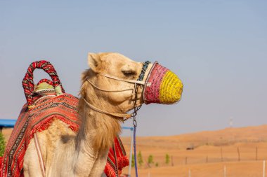  Dubai çölünde Arap devesi, Birleşik Arap Emirlikleri.