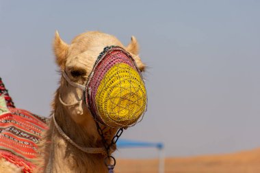 Dubai çölündeki Arap devesinin portresi, Birleşik Arap Emirlikleri.