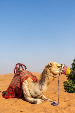 Dubai çölünde Arap devesi, Birleşik Arap Emirlikleri.