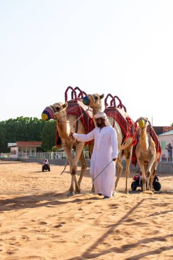  Dubai çölünde Arap develeri, Birleşik Arap Emirlikleri.