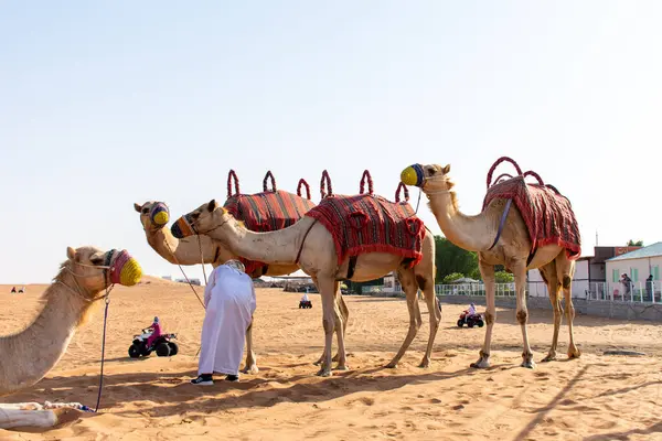 Dubai çölünde Arap develeri, Birleşik Arap Emirlikleri.