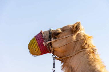 Dubai çölündeki Arap devesinin portresi, Birleşik Arap Emirlikleri.