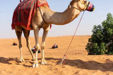 Dubai çölünde bir deve, Birleşik Arap Emirlikleri.