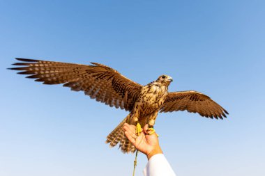Çöldeki Altın Kartal, Dubai, Birleşik Arap Emirlikleri