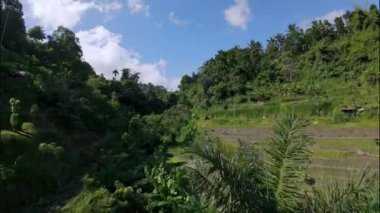 Pirinç tarlalarında pirinç yetiştiren bir adamın FPV drone görüntüsü. İnsansız hava aracı Endonezya 'daki Bali adasındaki yeşil pirinç tarlalarında ağaçların arasından uçuyor.. 