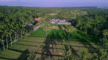 Pirinç tarlalarının ve köy kulübelerinin insansız hava aracı görüntüsü. Endonezya, Bali tropikal adasının manzarası