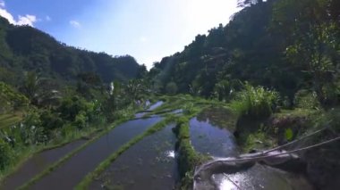 FPV İHA 'ları pirinç teraslarında uçar. Manikürlü yeşil pirinç tarlalarının hava manzarası. Çekimler Bali 'de geçiyor