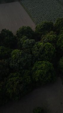 Bengal ormanlarının sisinin derinliklerinde gökdelenler görülebilir. İnsansız hava aracı atışı. Yeşil ormanın güzelliğini gösteriyor.