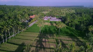 Pirinç tarlalarının ve köy kulübelerinin insansız hava aracı görüntüsü. Endonezya, Bali tropikal adasının manzarası