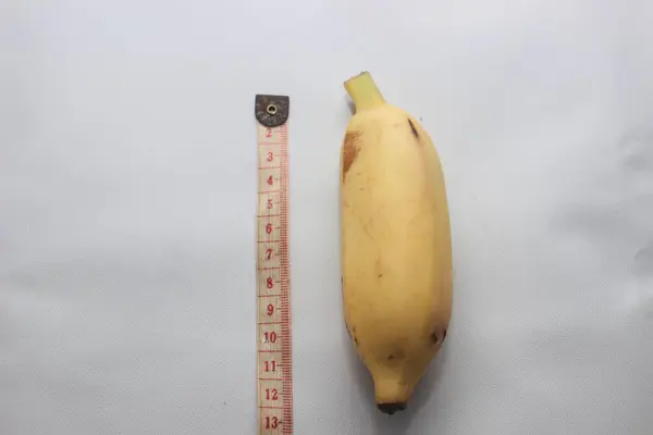 Temiz beyaz bir arka planda mezuranın yanına yerleştirilmiş kısa olgun bir muz. Kaset, muzun yaklaşık 11 cm uzunluğunda olduğunu gösteriyor. Gıda karşılaştırması, ölçüm ya da eğitimsel görseller için kullanışlı.