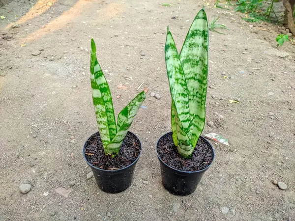 Evin arka bahçesinde izole edilmiş siyah plastik kap üzerindeki süsleme bitkisi.