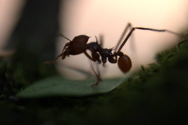 Kırmızı ve siyahın siyah ve beyaz bir fotoğrafını çek.