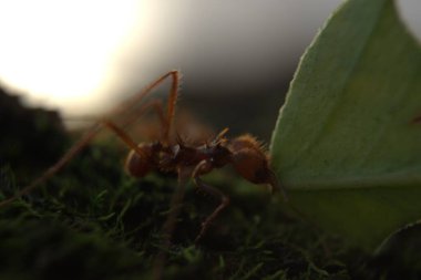 Vahşi doğada böceğe yakın çekim