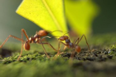 Kırmızı ve yeşil karıncalardan oluşan bir gruba yaklaş.
