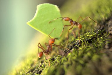 Doğadaki karıncalar, bitkiler ve hayvanlar