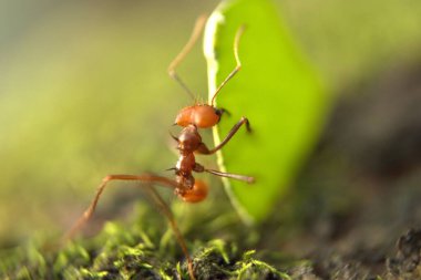 Güzel bir böceğin yakın plan fotoğrafı.