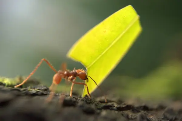 Bir ağacın yaprağındaki kırmızı-turuncu karıncaların makro görüntüsü.