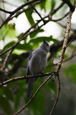 Mavi karga, garggararius glandarius