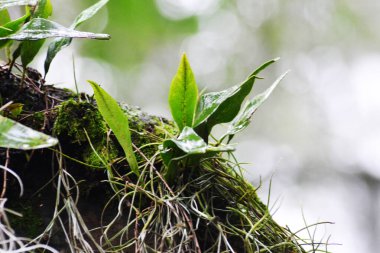 Ormandaki kırmızı kuş