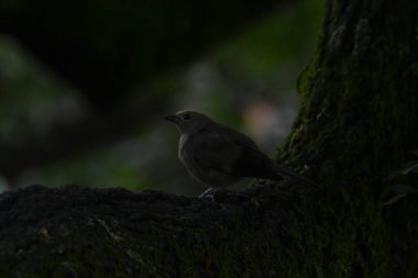 Ormandaki kırmızı kuş