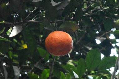 Ormandaki kırmızı kuş