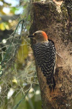 Ormandaki kırmızı kuş