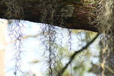 ağaç üzerinde güzel yosun