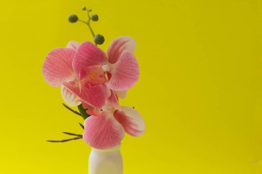 pembe bir arka plan üzerinde sarı orkide