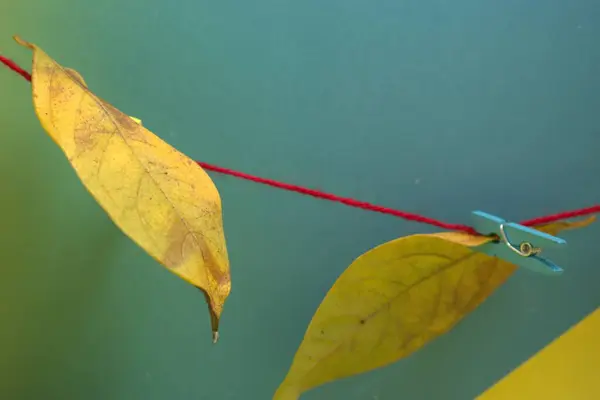 Bir dalda sonbahar yaprakları