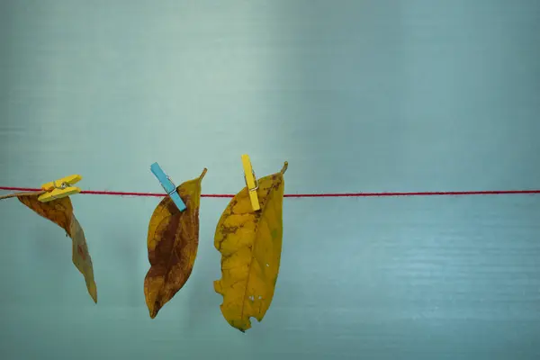 Mavi arkaplanda kuru sarı yapraklar, sonbahar arkaplanı