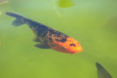 kırmızı sazan ya da carprinus carpio ya da koi carprinus gölette