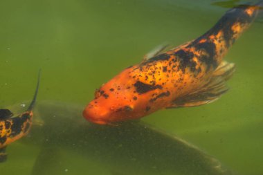 Göldeki koi balığı.