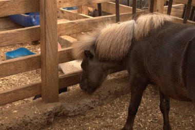 Çayırdaki at bir çiftlik.