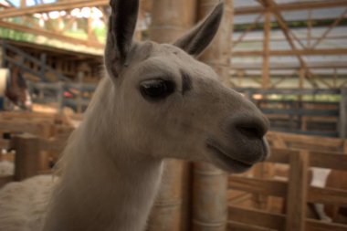 Çiftlikteki şirin beyaz keçinin yakın plan fotoğrafı.