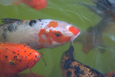 Koi balığı gölde