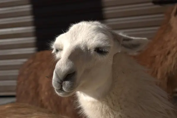 Genç Lama 'nın portresi