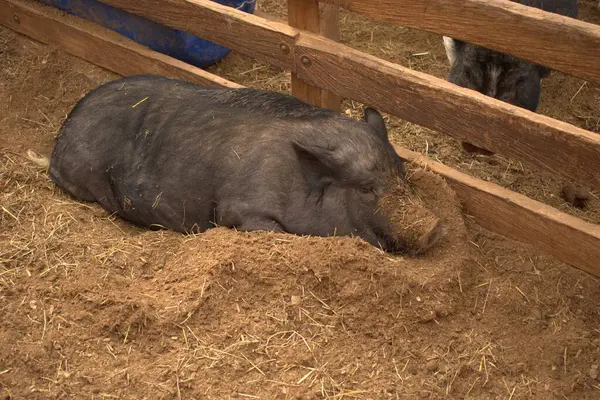 Hayvanat bahçesindeki domuz