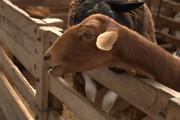 Çiftlikteki bulanık geçmişi olan bir keçinin yakın çekimi.