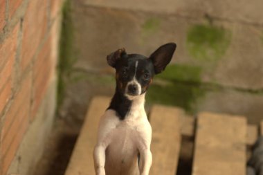 Sokakta bir köpek